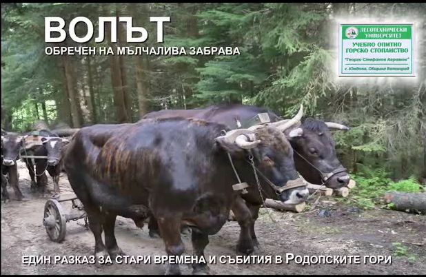 волове 2